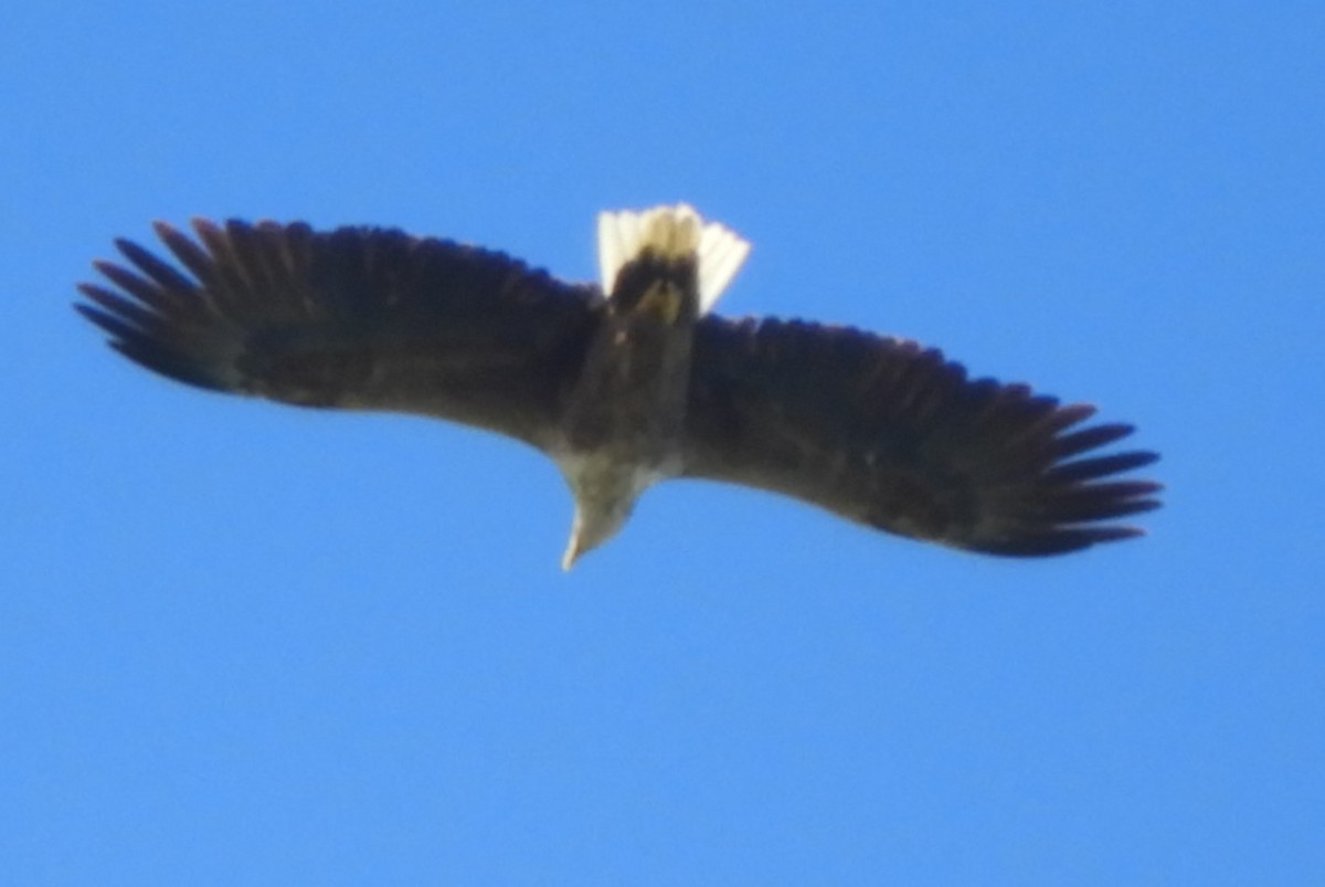 White-tailed Eagle - ML619952671