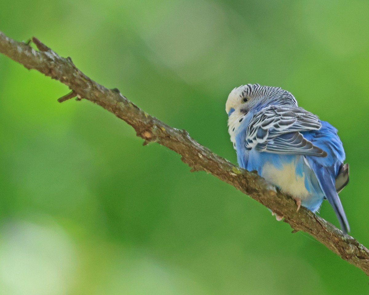 Budgerigar (Domestic type) - ML619952689