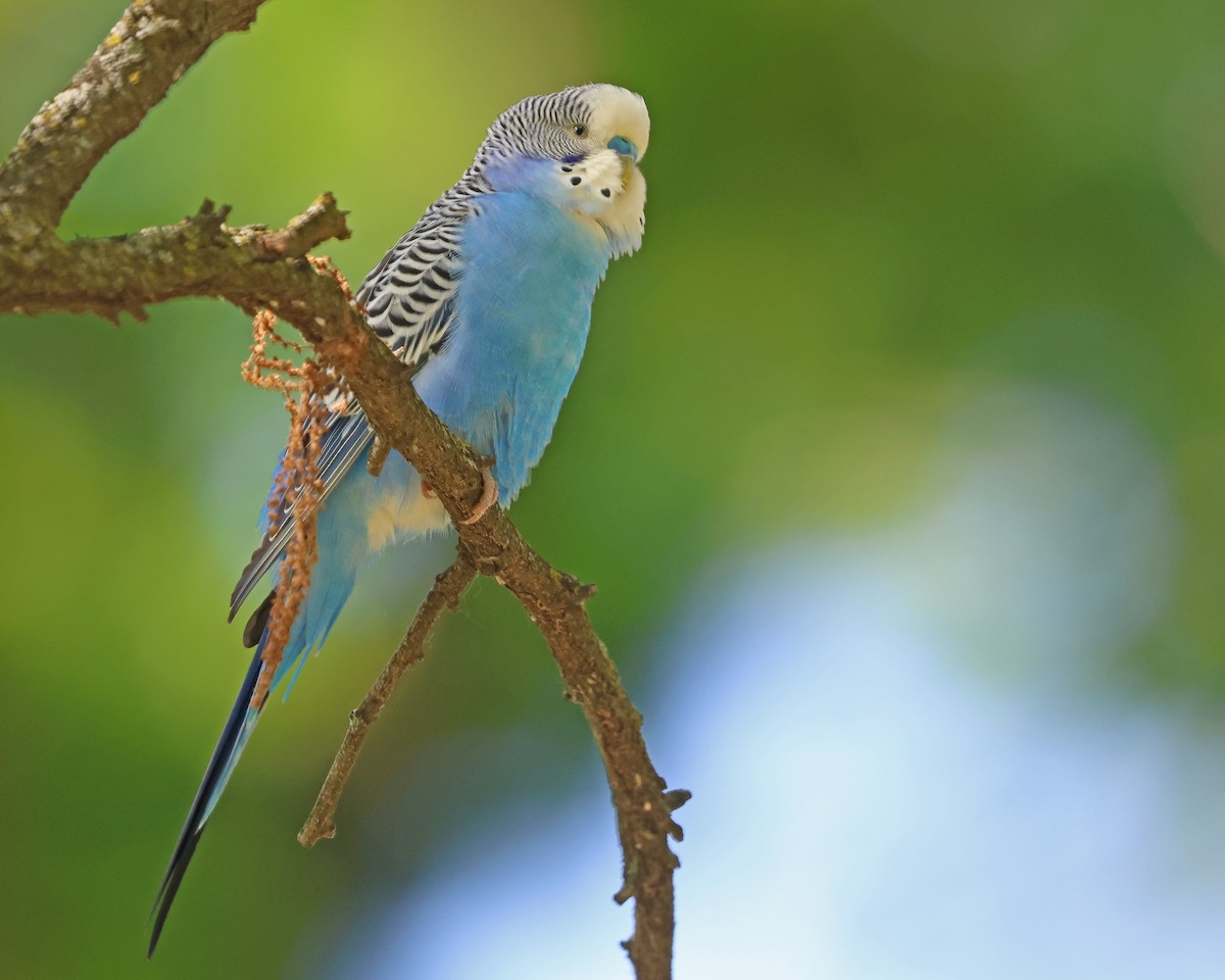 Budgerigar (Domestic type) - ML619952691