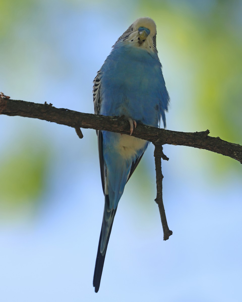 Budgerigar (Domestic type) - Corey Finger