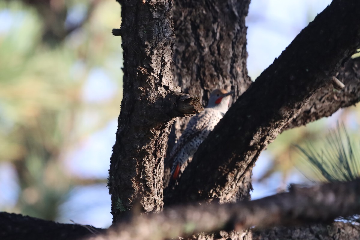 Northern Flicker - ML619952723