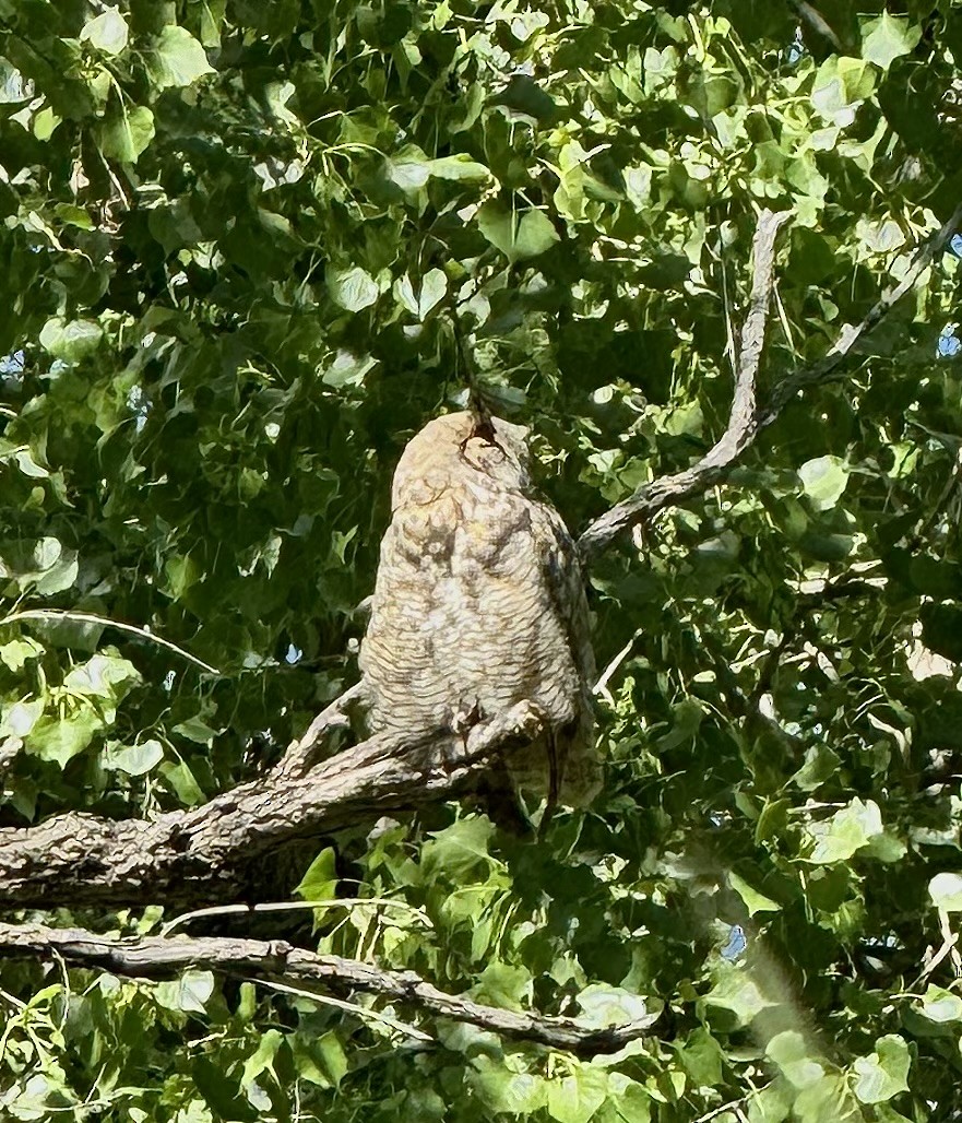 Great Horned Owl - ML619952732