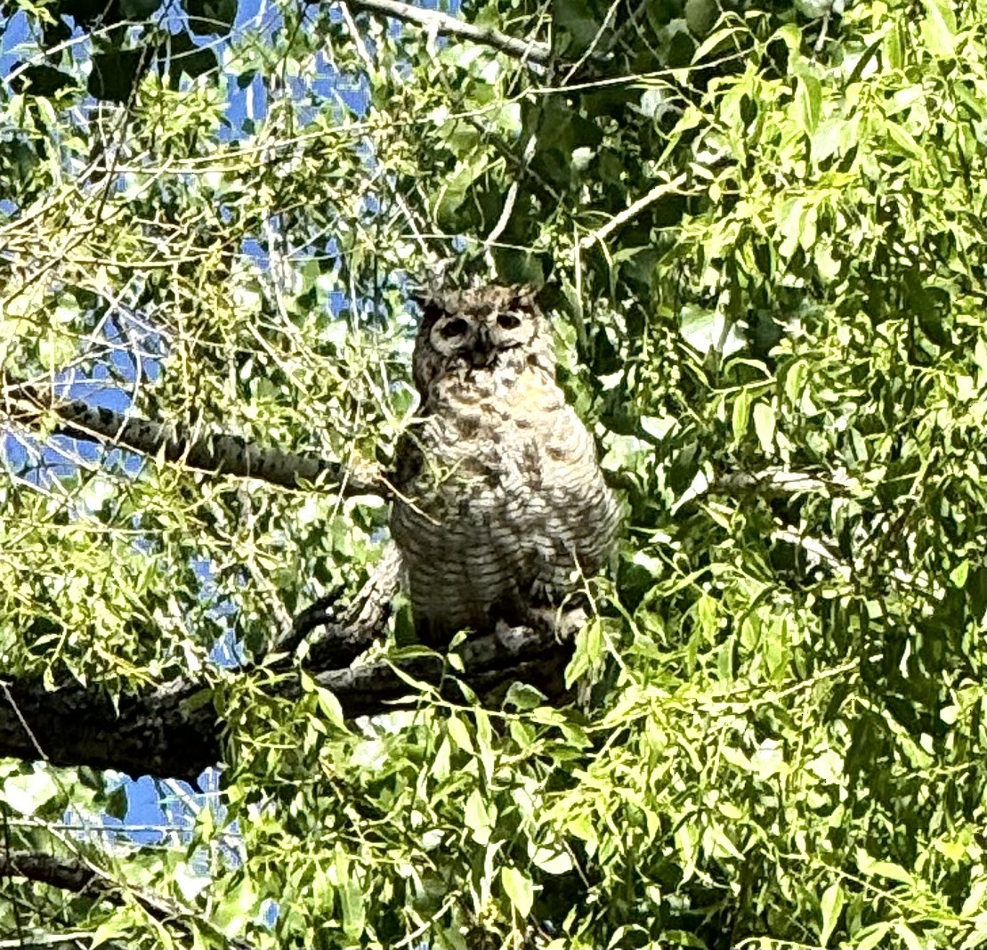 Great Horned Owl - ML619952733