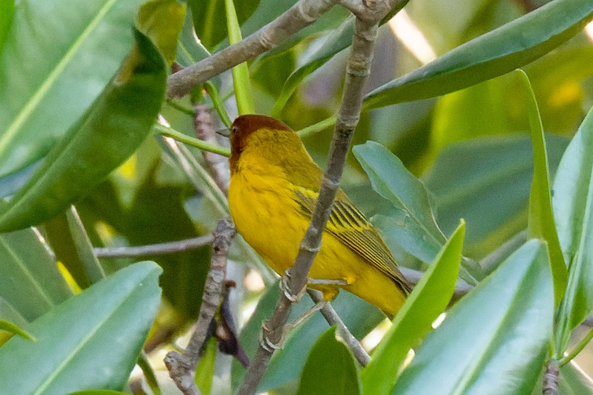 Yellow Warbler (Mangrove) - ML619952737