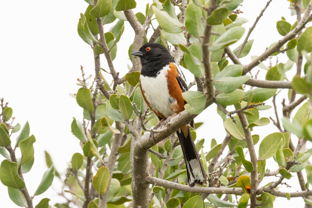 Spotted Towhee - ML619952738