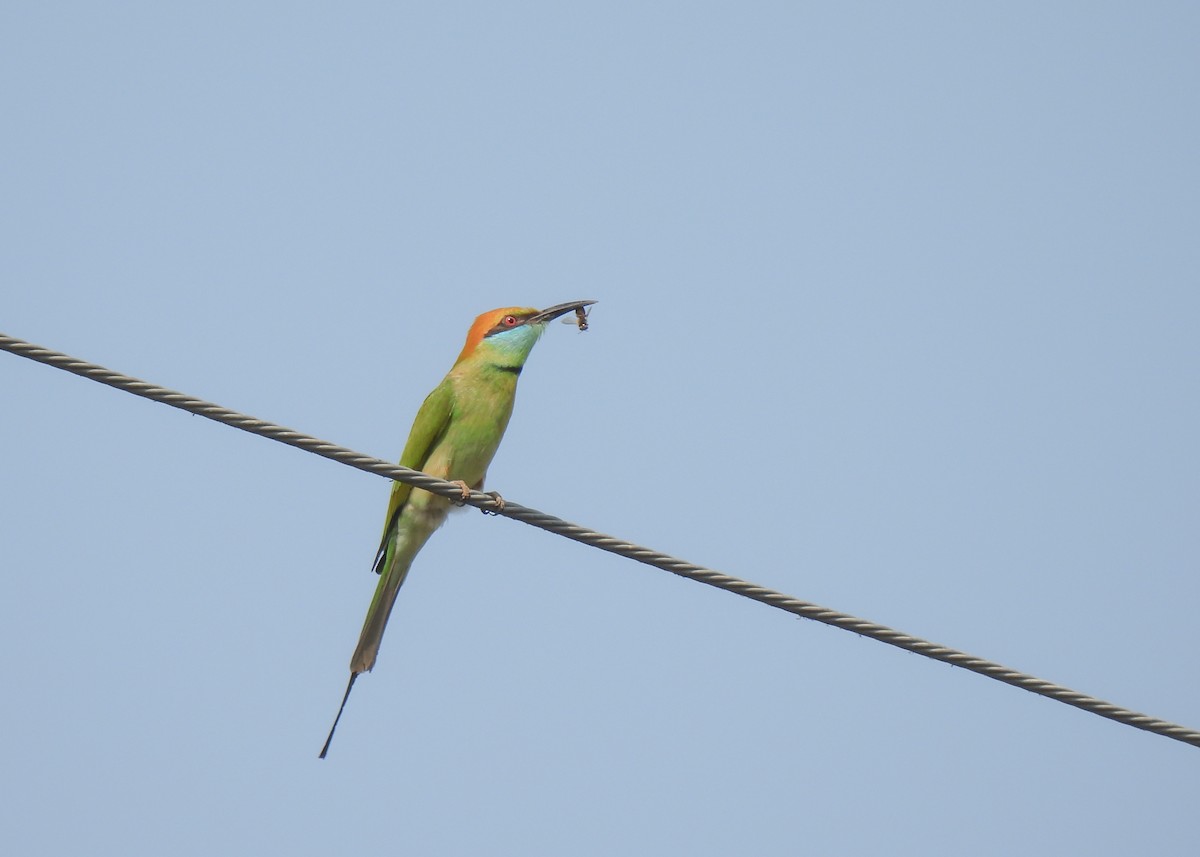 Asian Green Bee-eater - ML619952740