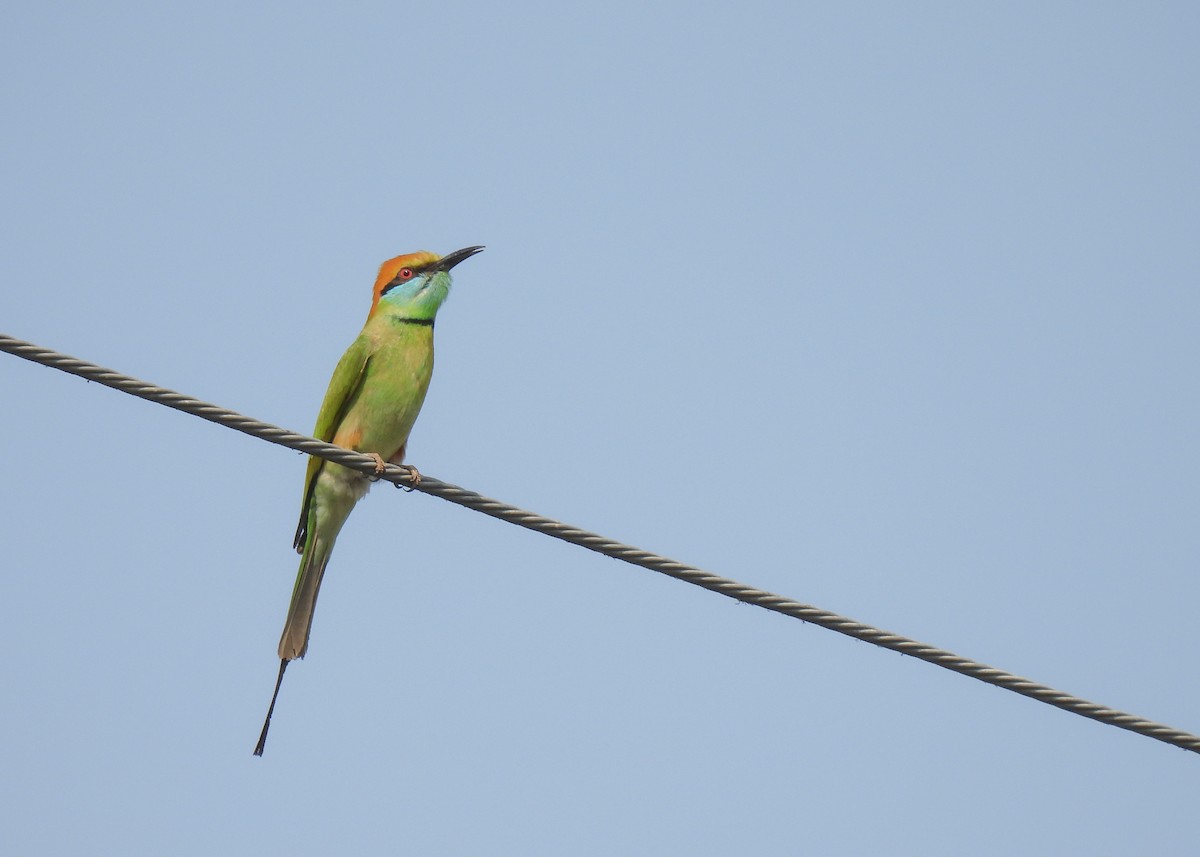 Asian Green Bee-eater - ML619952741