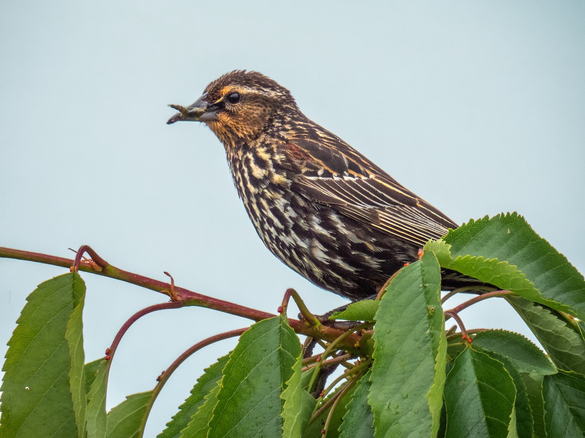 Red-winged Blackbird - ML619952745