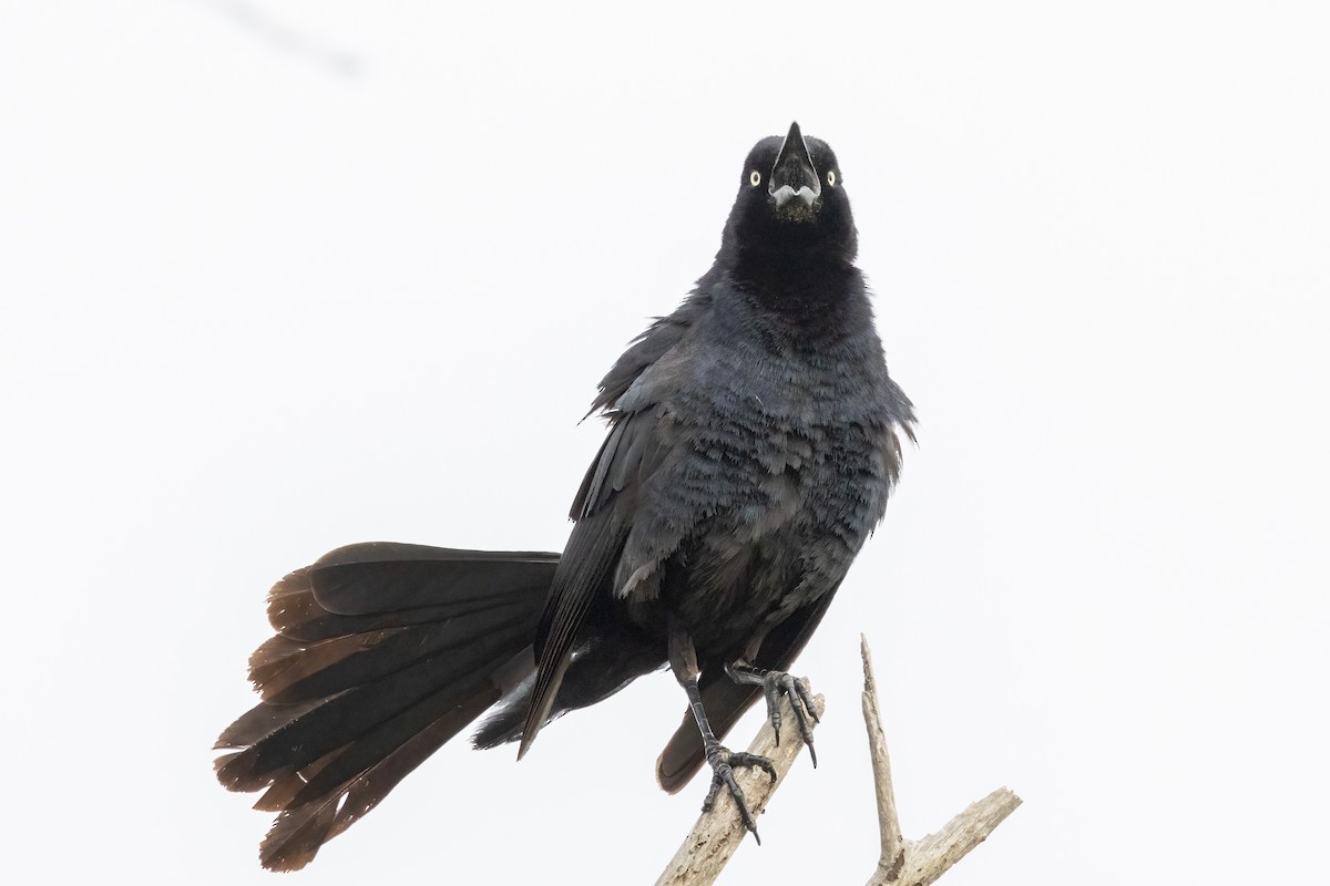 Great-tailed Grackle - ML619952746