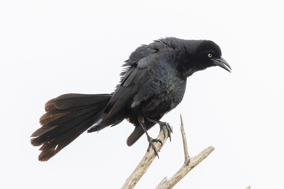 Great-tailed Grackle - ML619952747