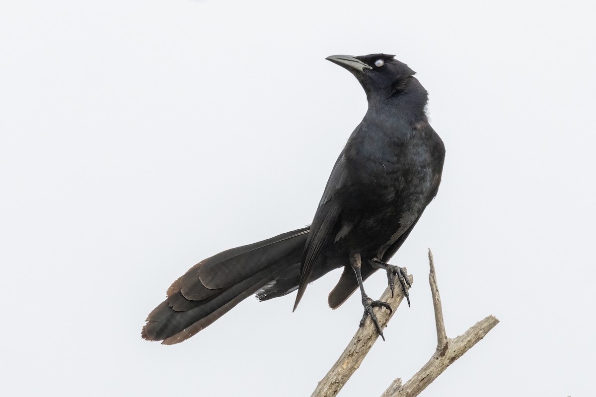 Great-tailed Grackle - ML619952748