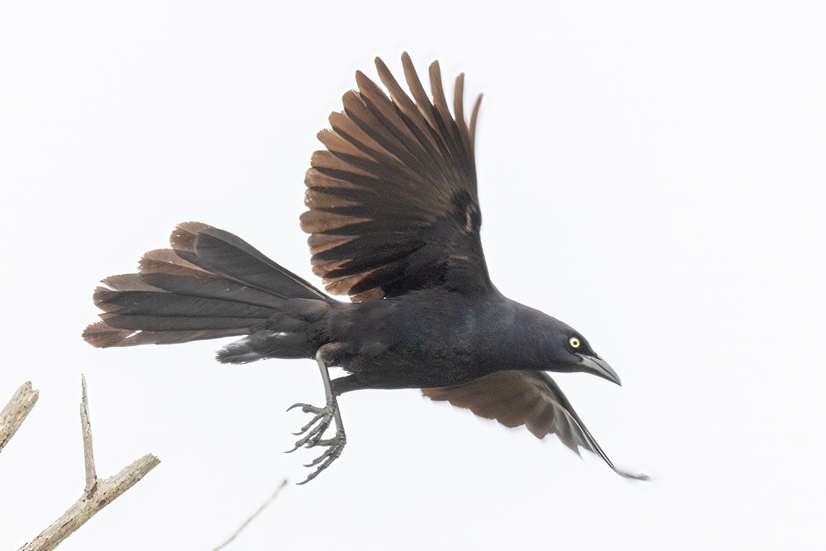 Great-tailed Grackle - ML619952749