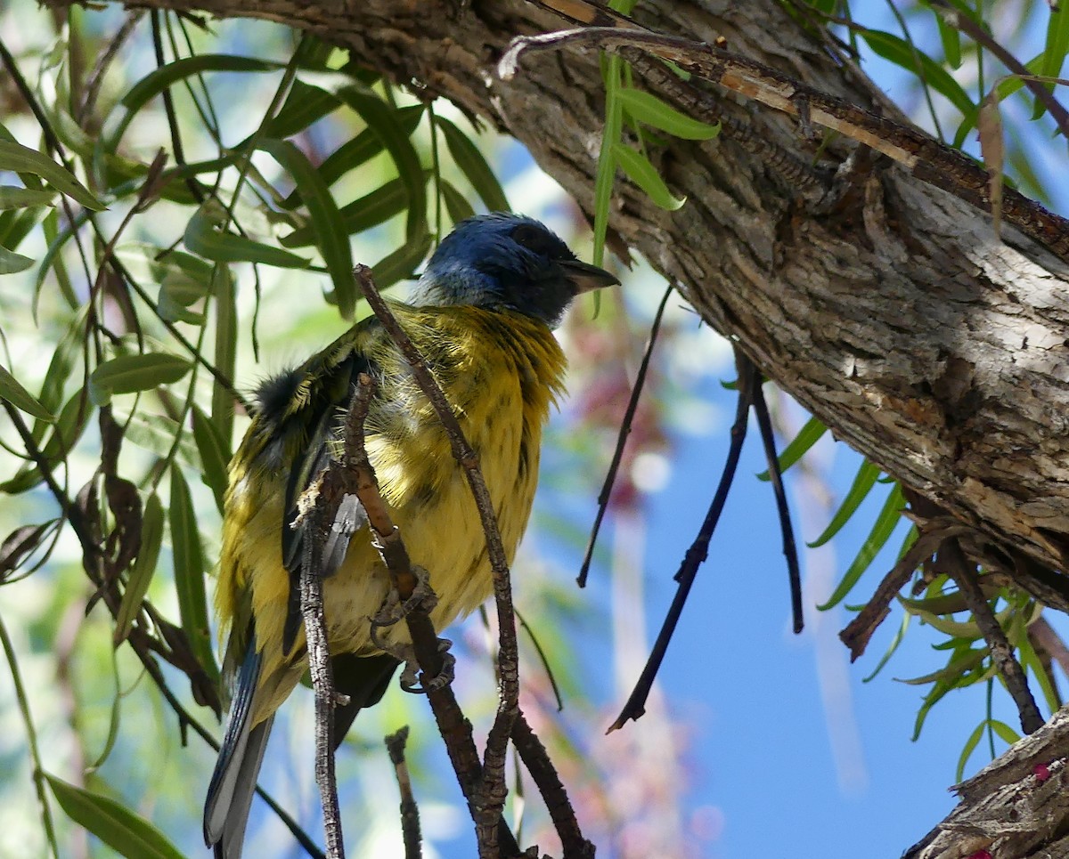 Blue-and-yellow Tanager - ML619952760