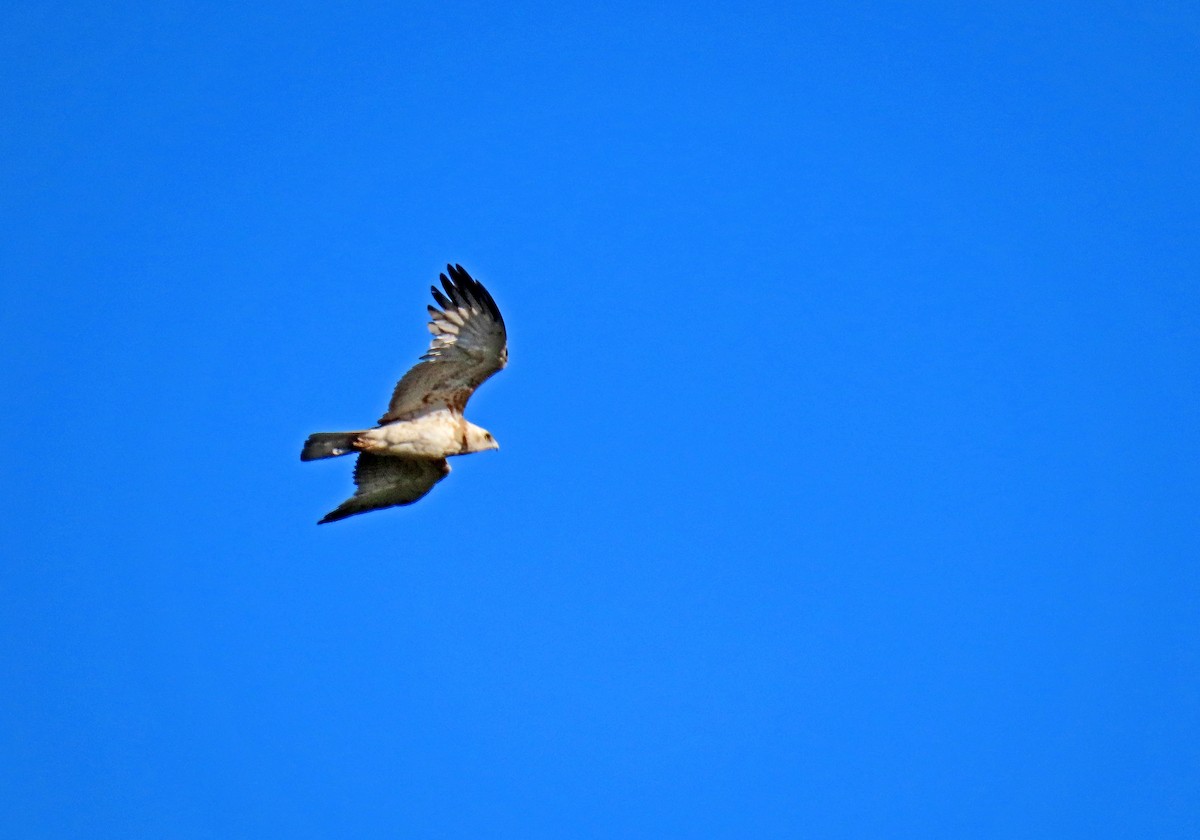 Short-toed Snake-Eagle - ML619952790