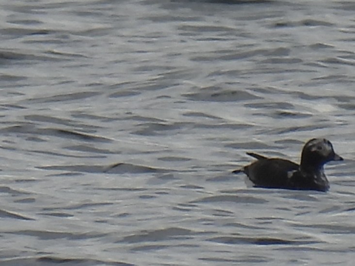 Long-tailed Duck - ML619952807