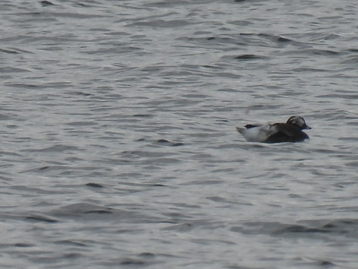 Long-tailed Duck - ML619952810