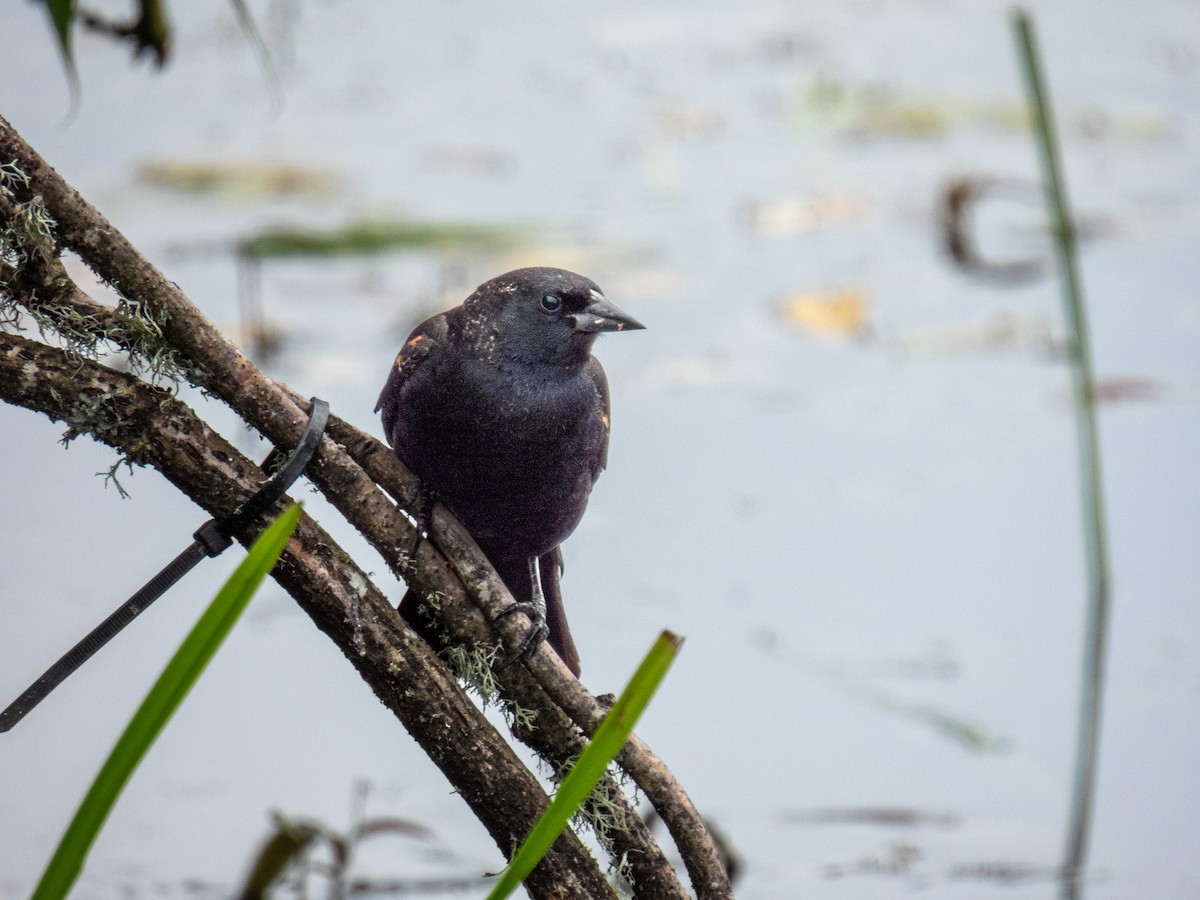 Red-winged Blackbird - ML619952821