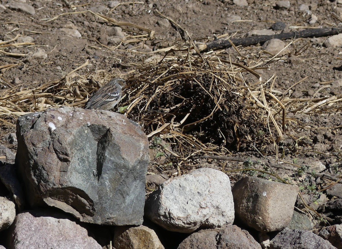 Mourning Sierra Finch - ML619952833