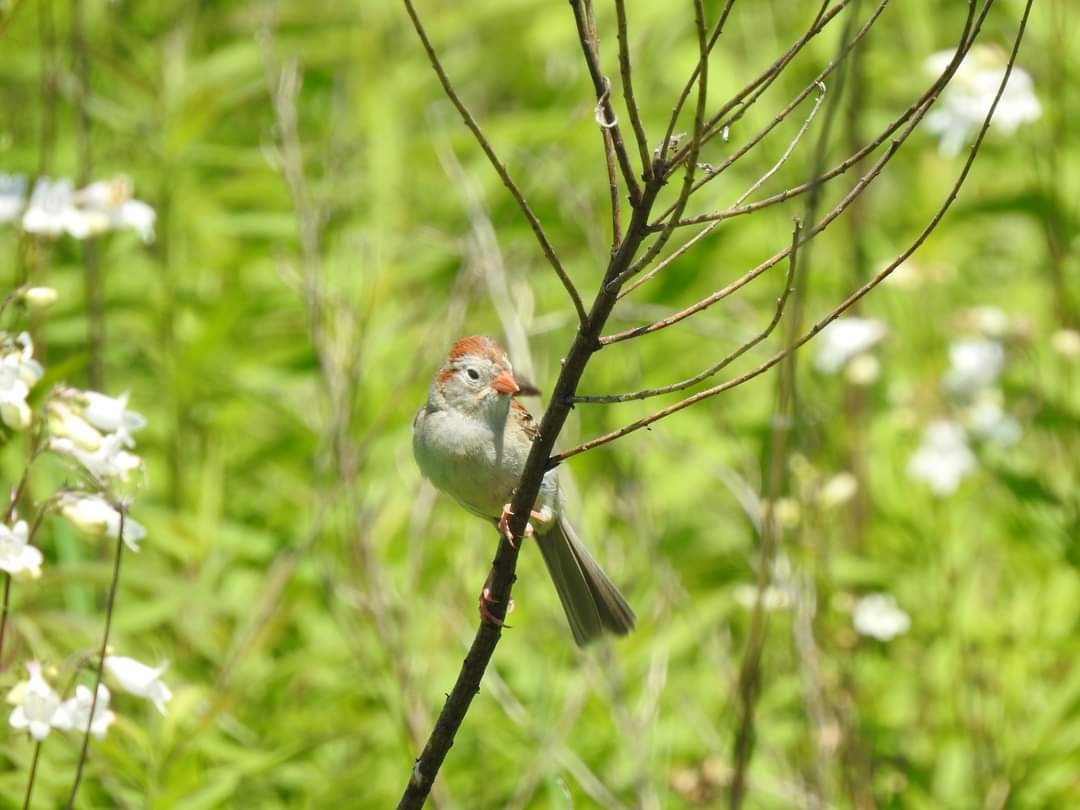 Field Sparrow - ML619952839