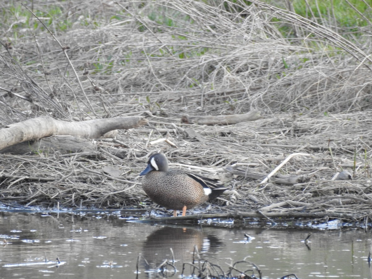 Blue-winged Teal - ML619952846