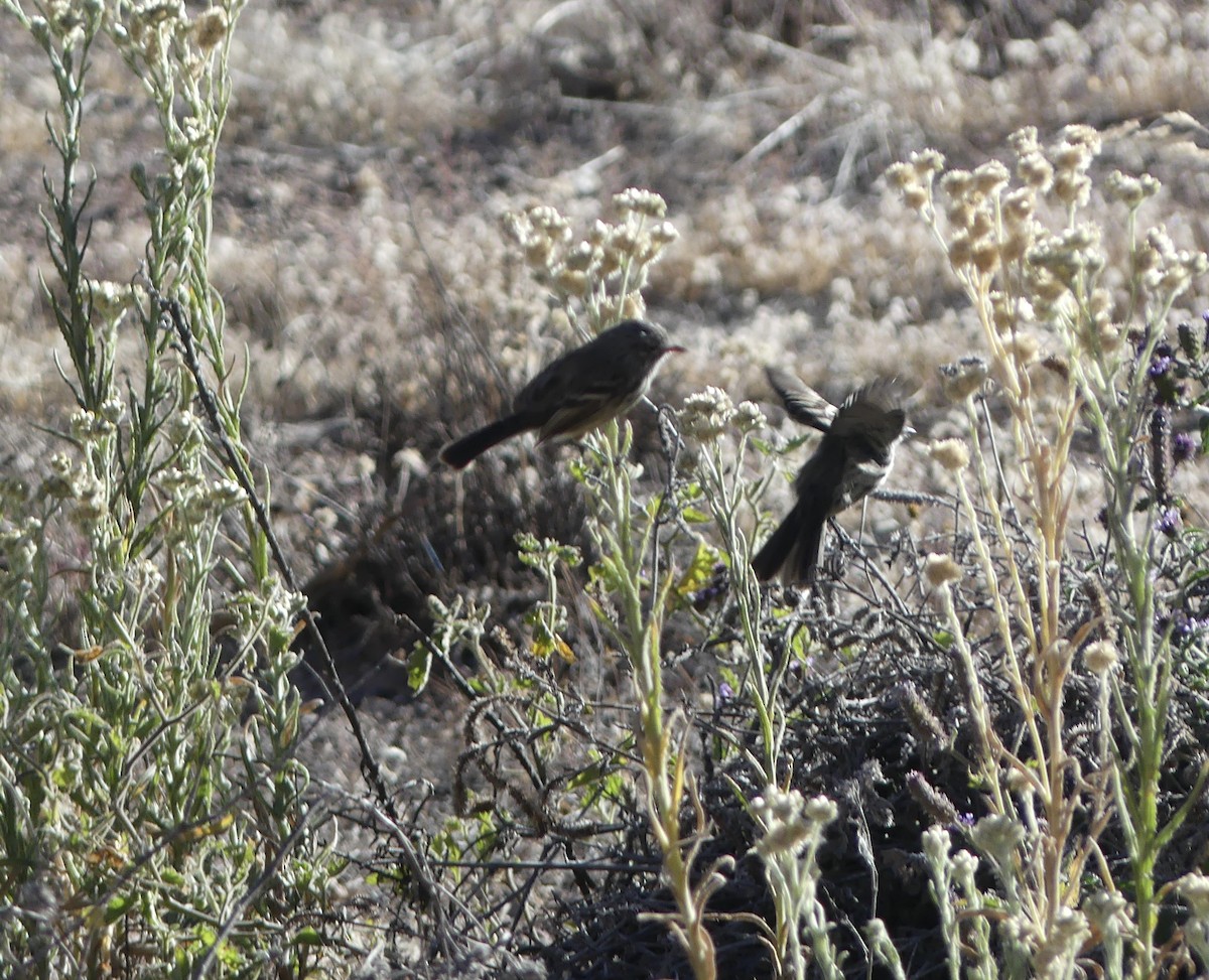 Ash-breasted Sierra Finch - ML619952848