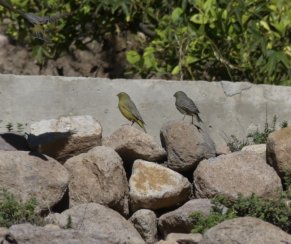 Greenish Yellow-Finch - ML619952874