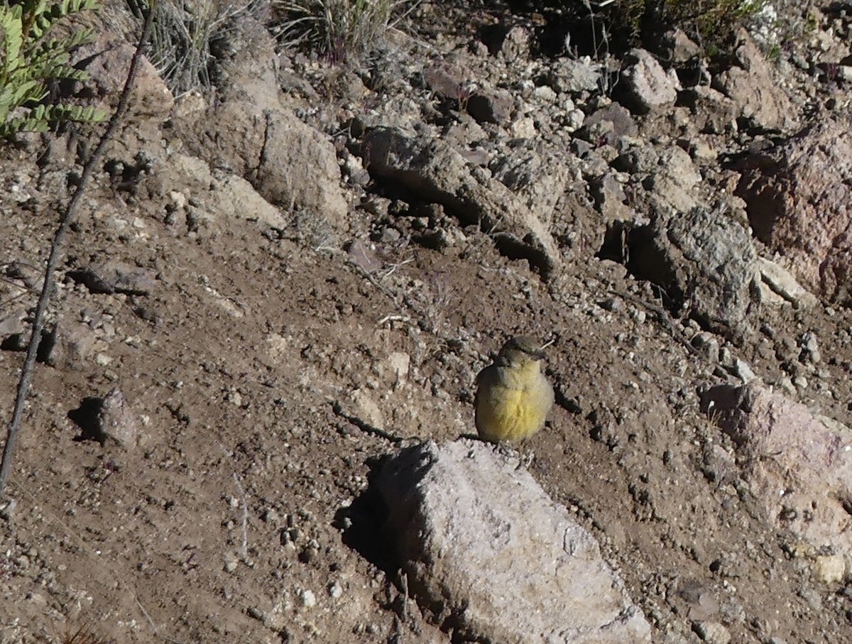 Greenish Yellow-Finch - ML619952876