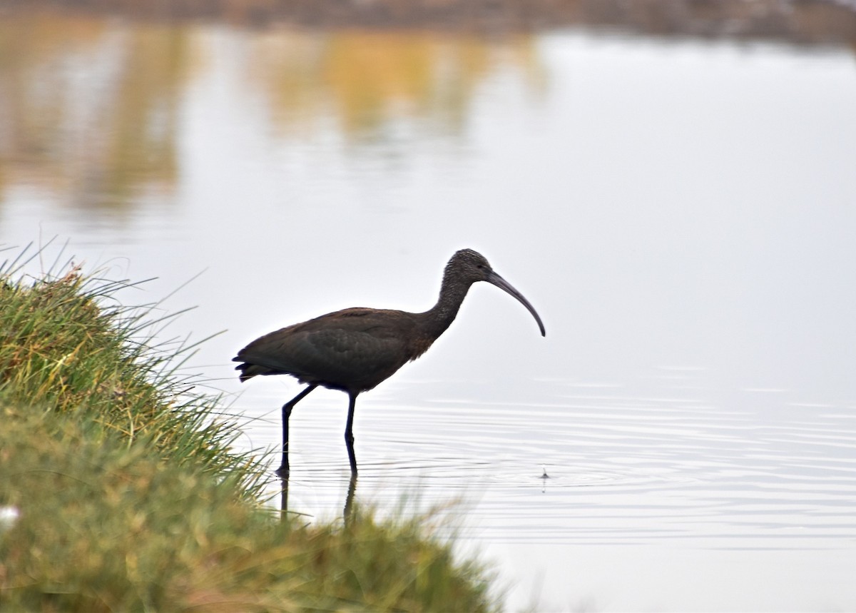 ibis americký - ML619952881