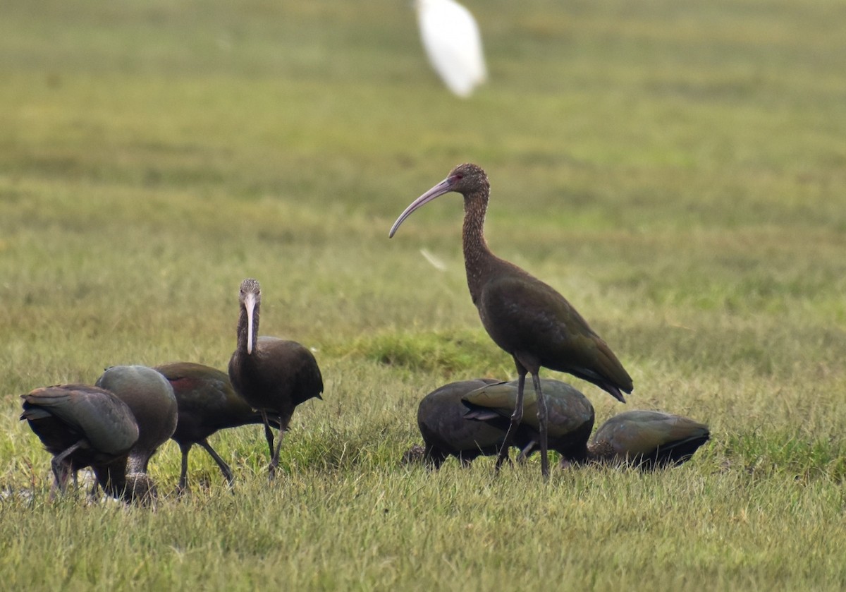 ibis americký - ML619952886