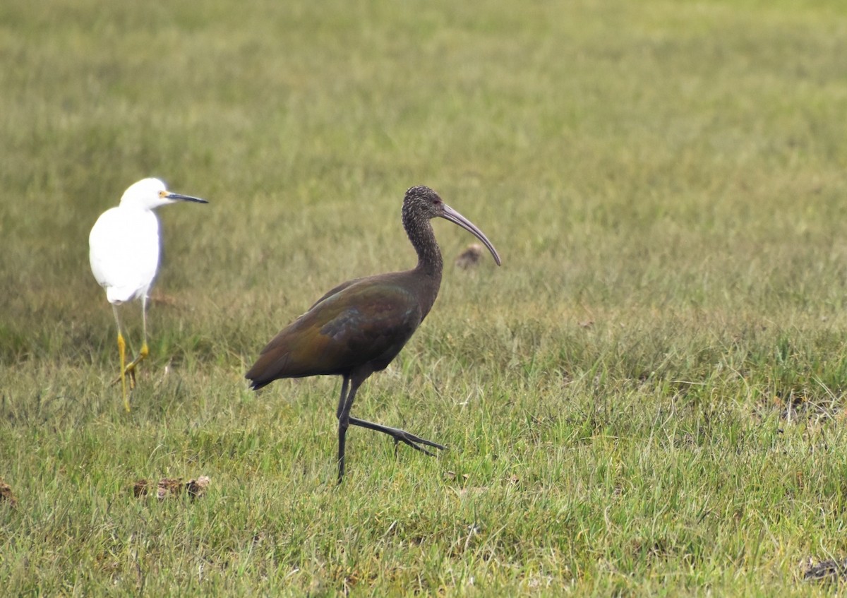 ibis americký - ML619952888