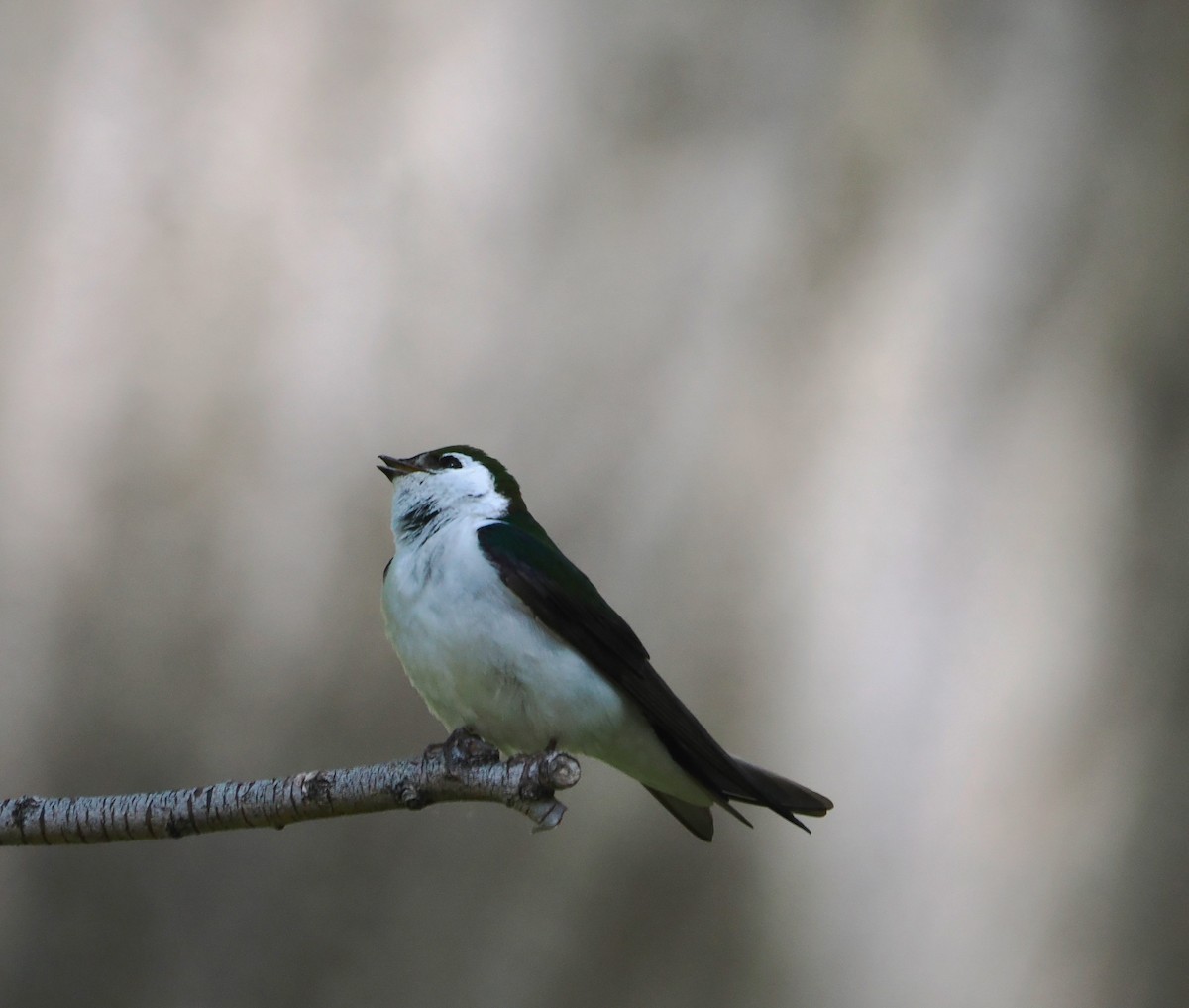 Hirondelle à face blanche - ML619952891