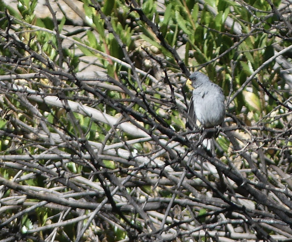 Band-tailed Seedeater - ML619952897