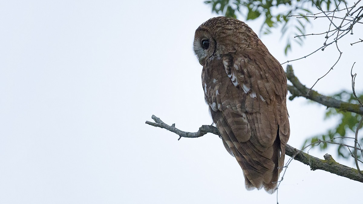 Tawny Owl - ML619952899