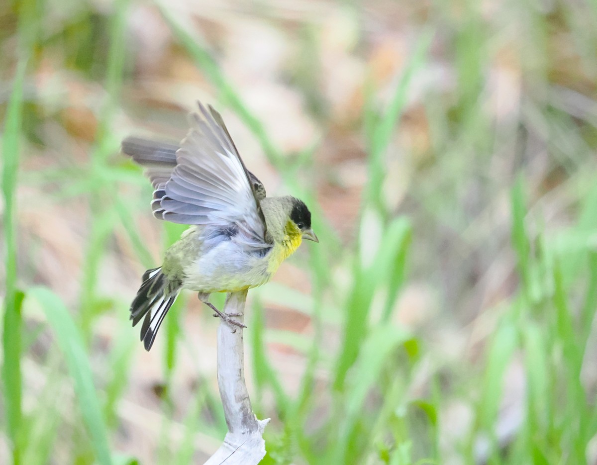 Lesser Goldfinch - ML619952903