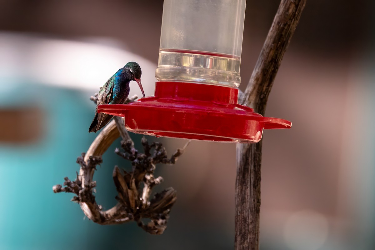 Broad-billed Hummingbird - ML619952909