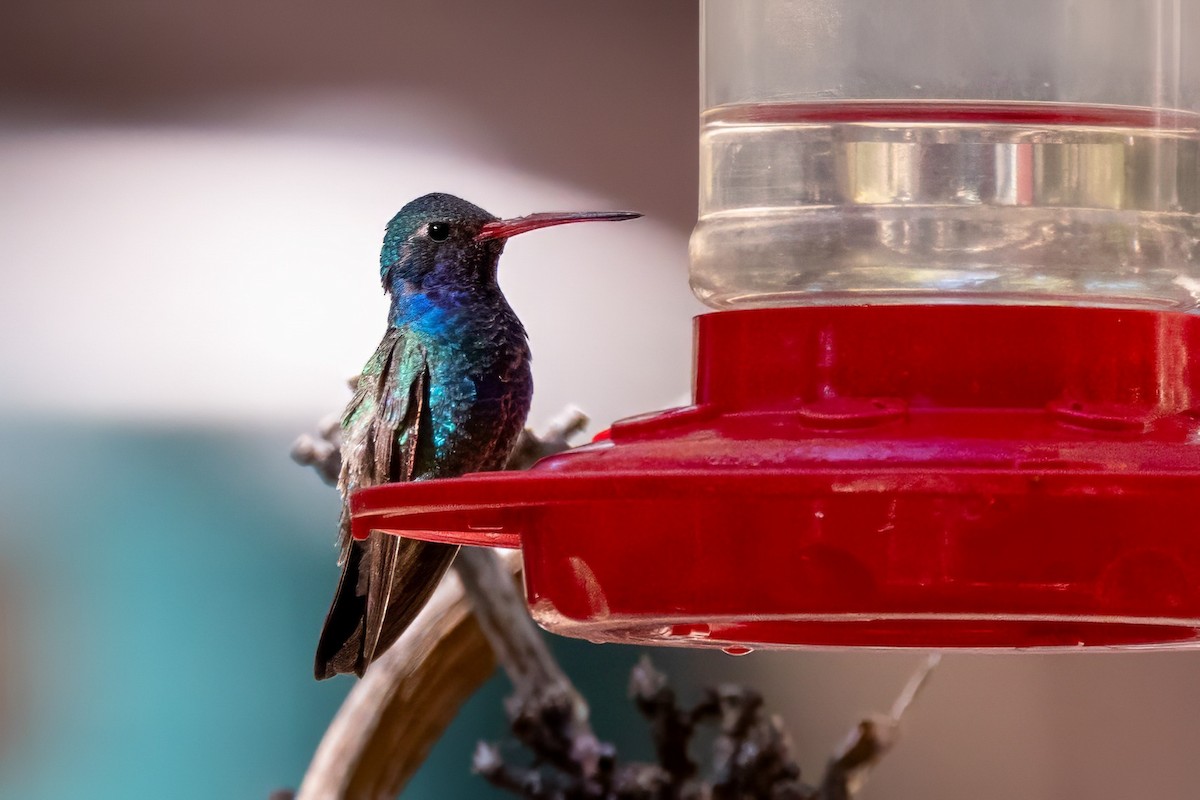 Broad-billed Hummingbird - ML619952923