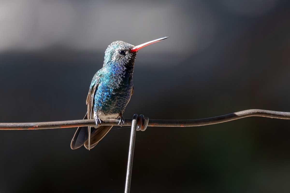 Broad-billed Hummingbird - ML619952926