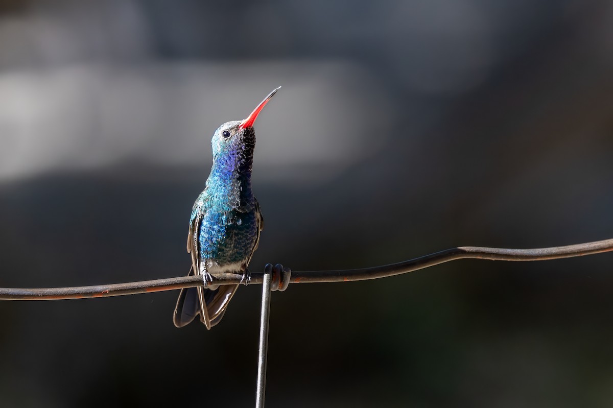 Broad-billed Hummingbird - ML619952929