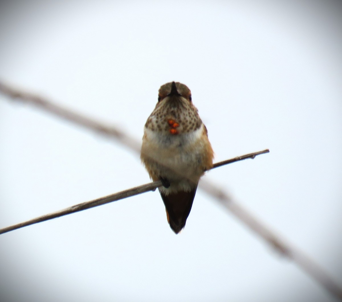 Allen's Hummingbird - ML619952936