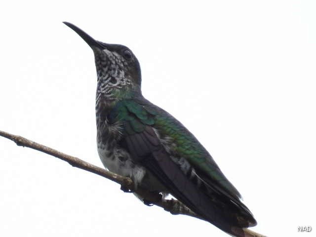 kolibřík bělokrký - ML619952959