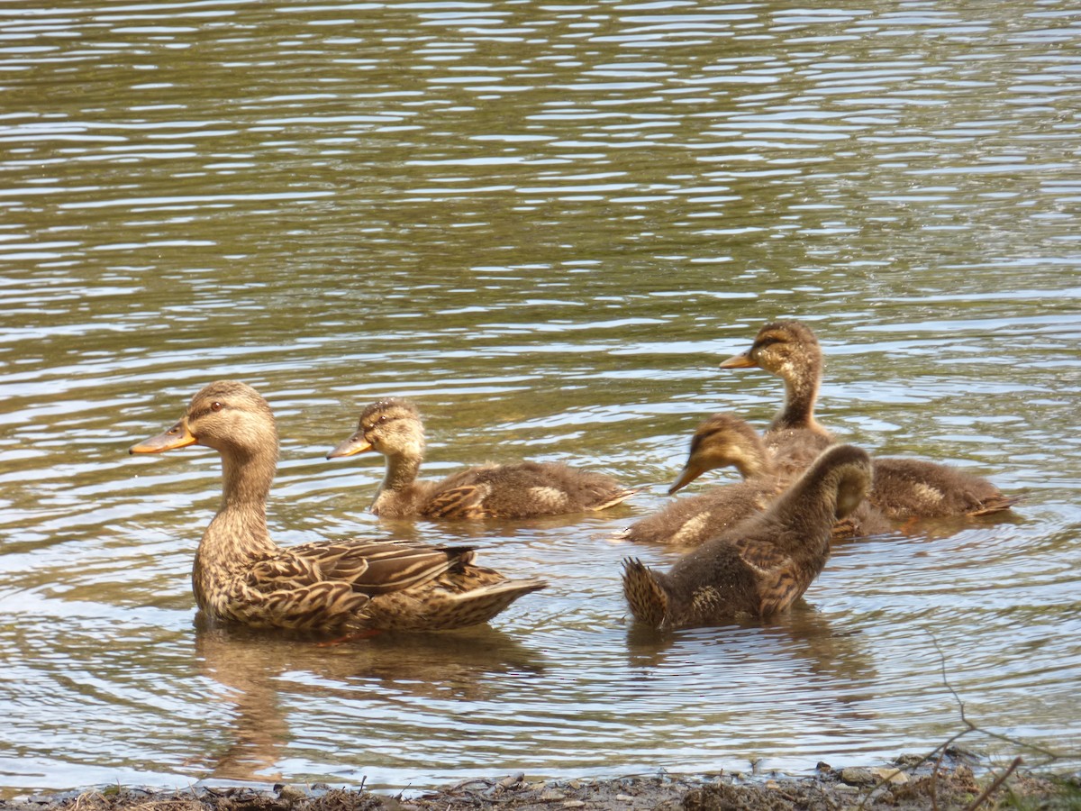 Mallard - ML619952962