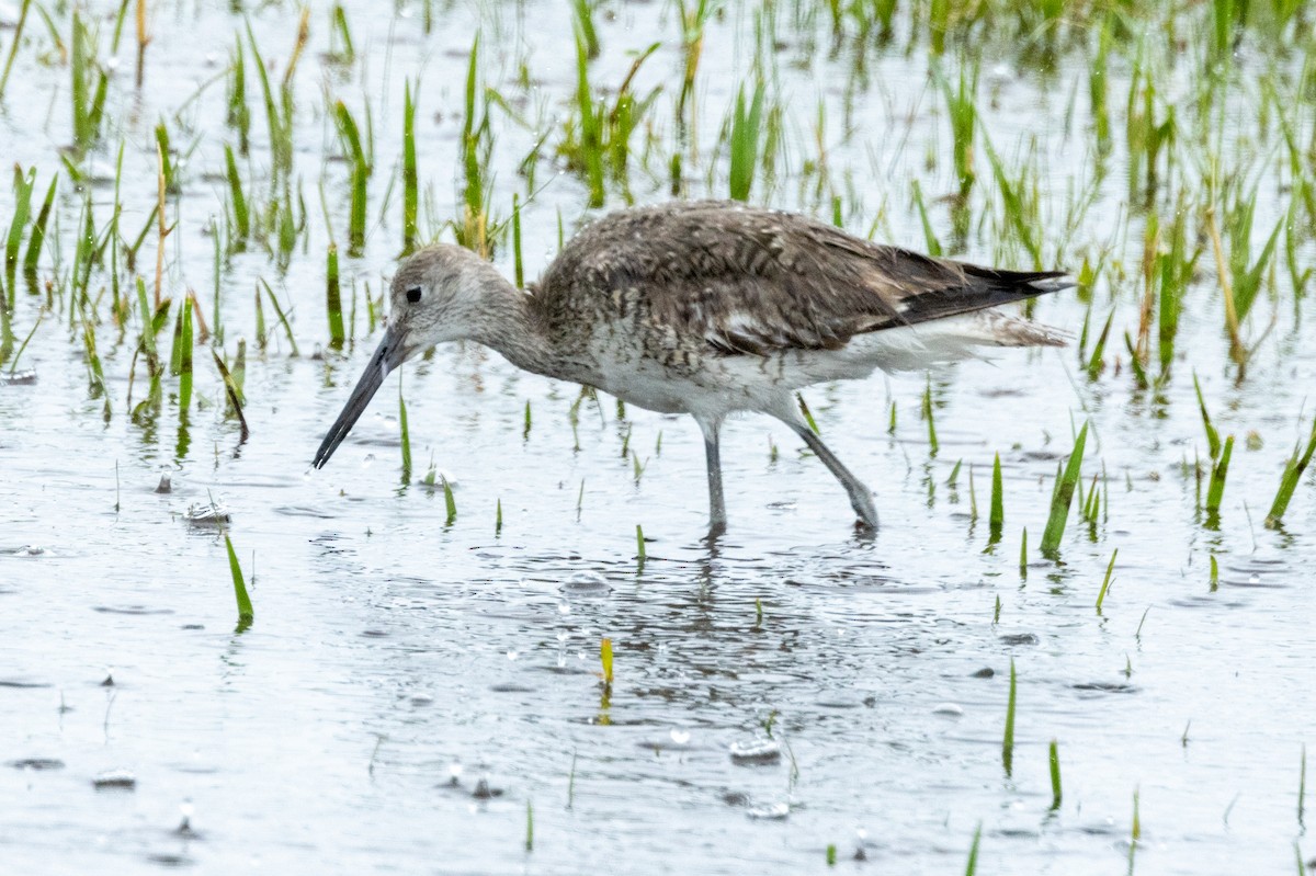 Willet - ML619952965