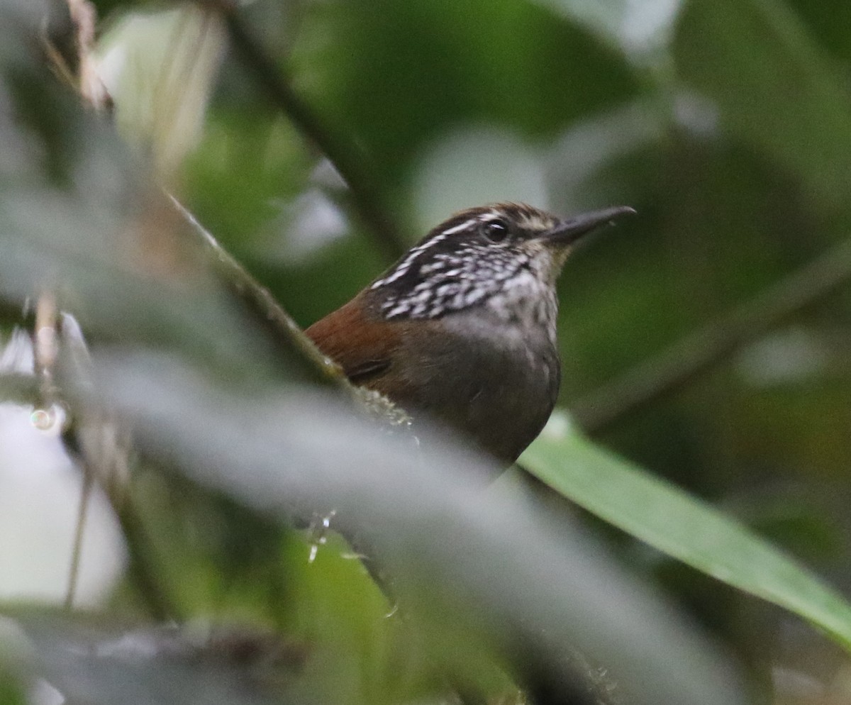 Munchique Wood-Wren - ML619952974