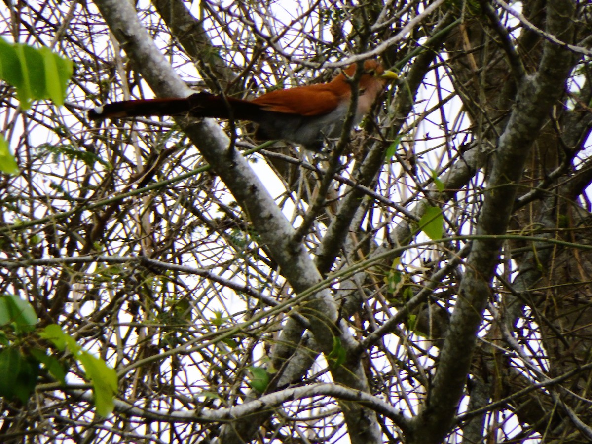 Squirrel Cuckoo - ML619952986