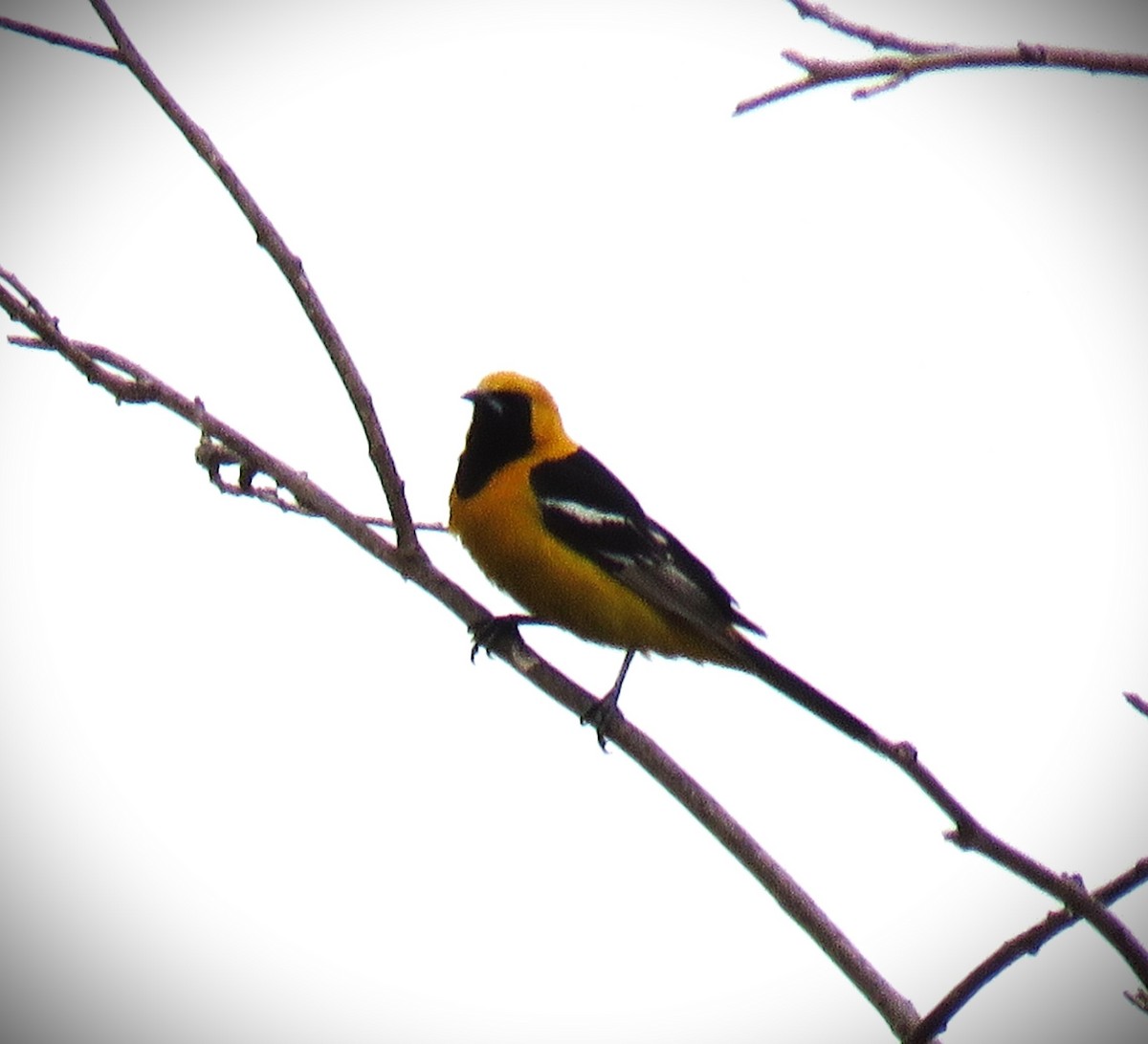 Hooded Oriole (nelsoni Group) - ML619952991