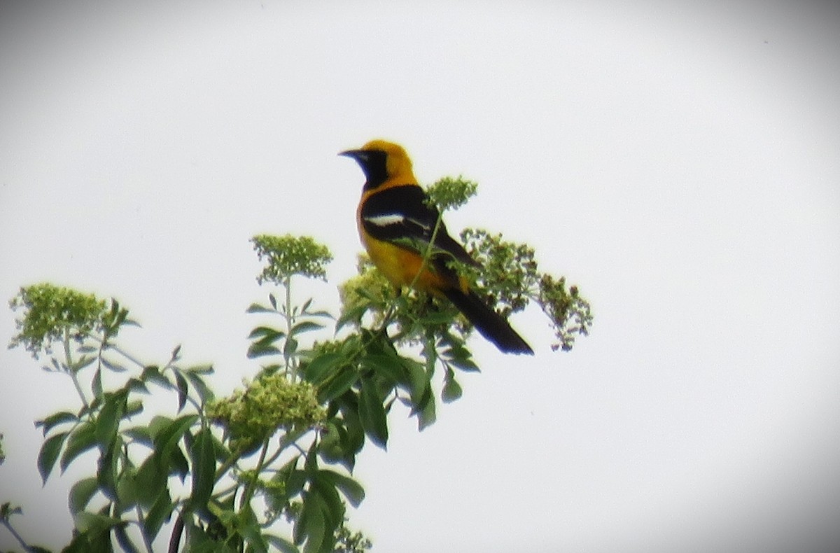Hooded Oriole (nelsoni Group) - ML619952996
