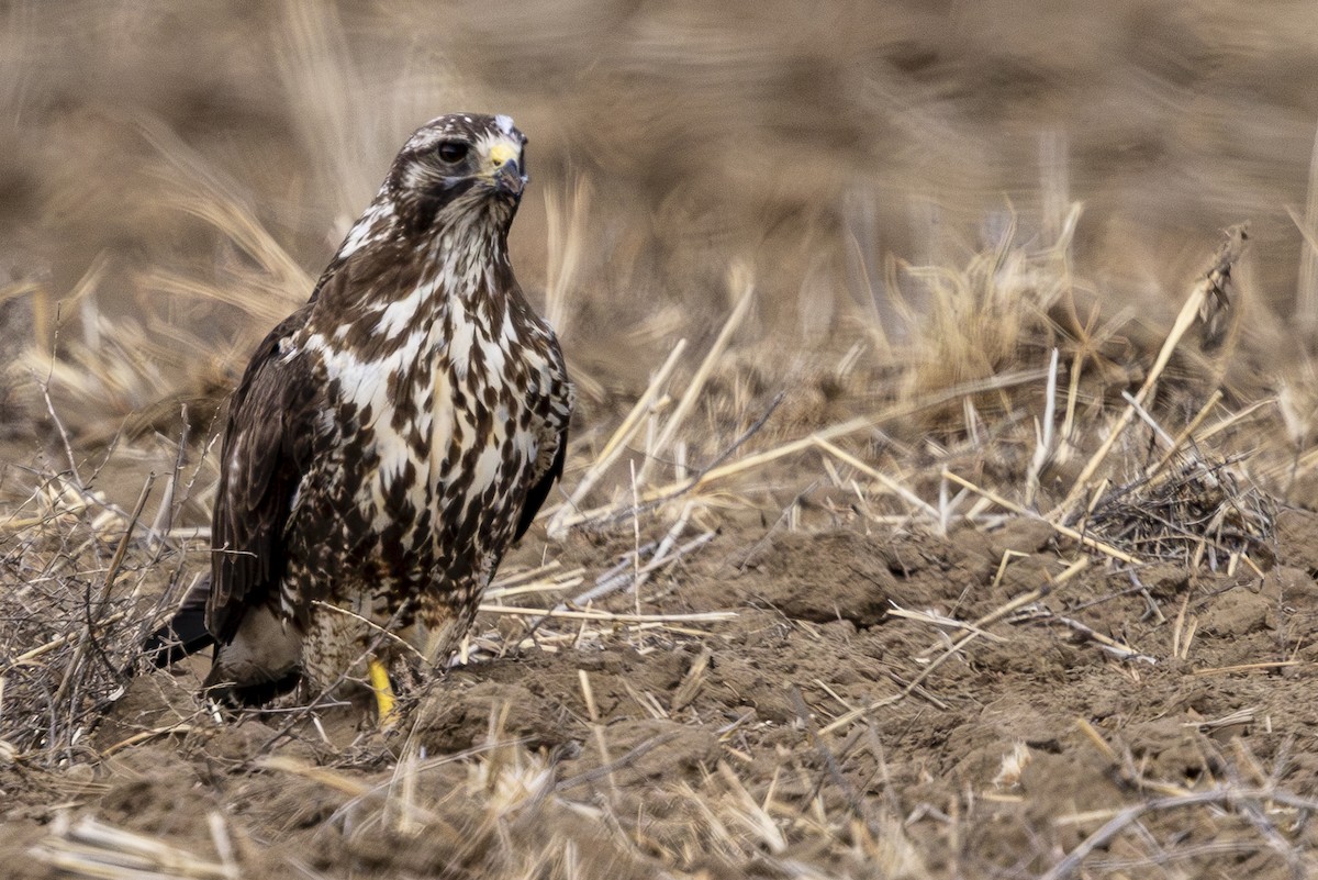 Swainson's Hawk - ML619953025