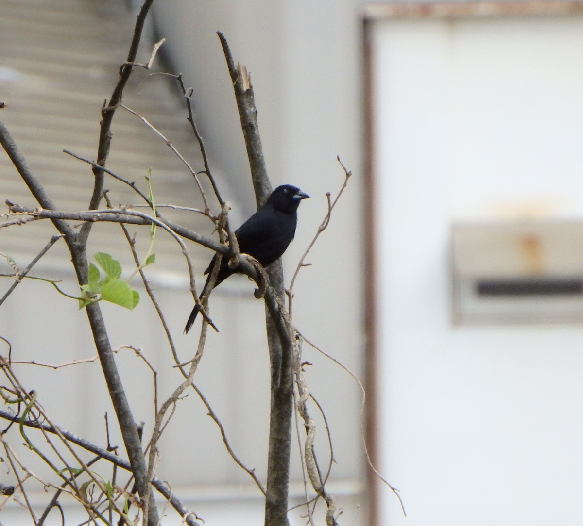 White-lined Tanager - ML619953035