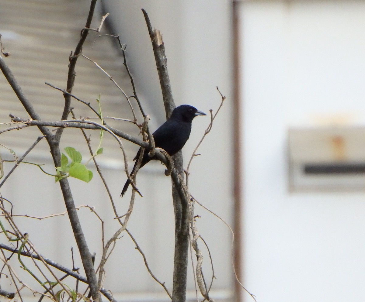 White-lined Tanager - ML619953038