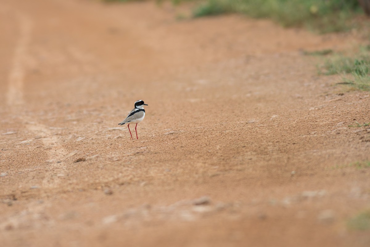 Pied Plover - ML619953040